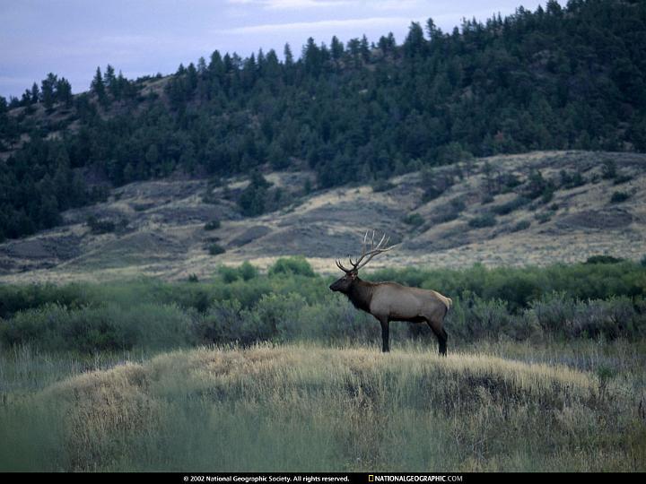 National Geographic Wallpapers 036_jpg